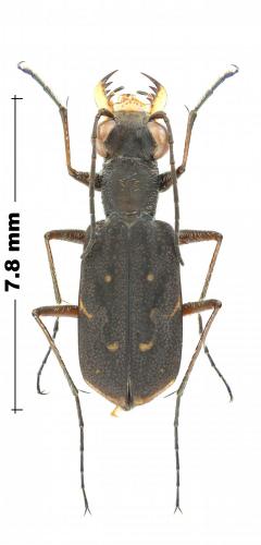 Brasiella misella